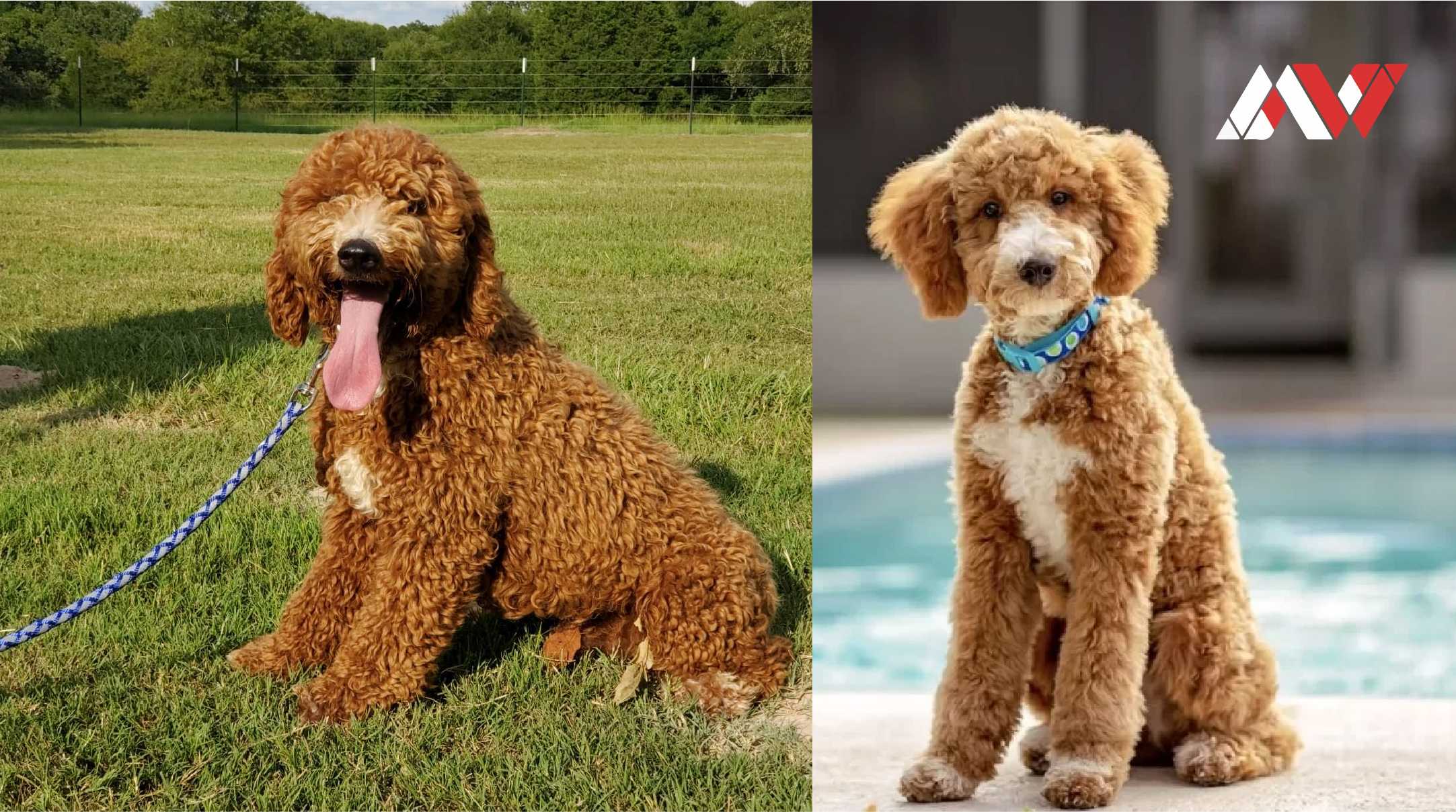 The Moyen Poodle: A Unique and Versatile Companion